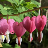 Bleeding Heart